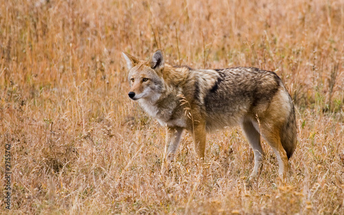 wary coyote