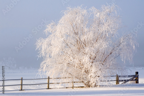 winter fog