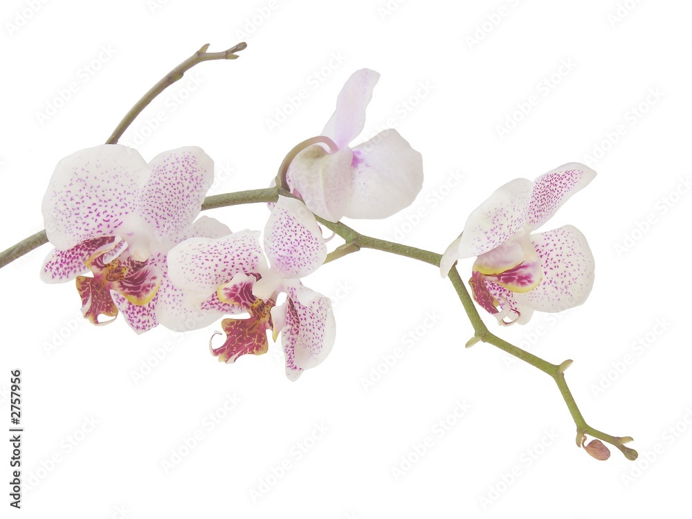 a twig of orchid with flowers