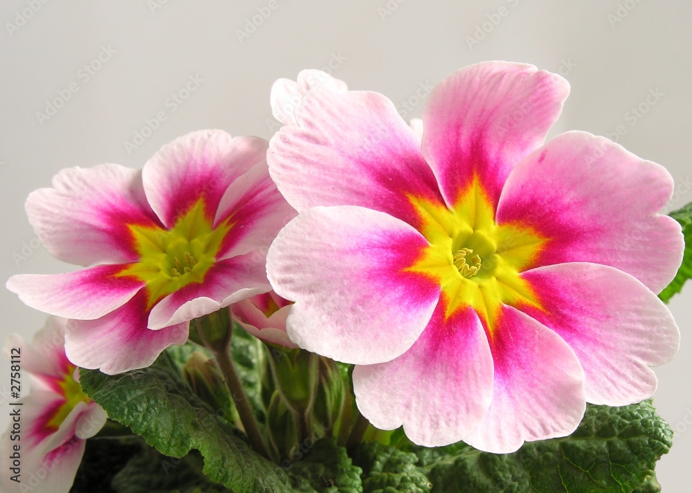 Fototapeta premium amaranthine primrose