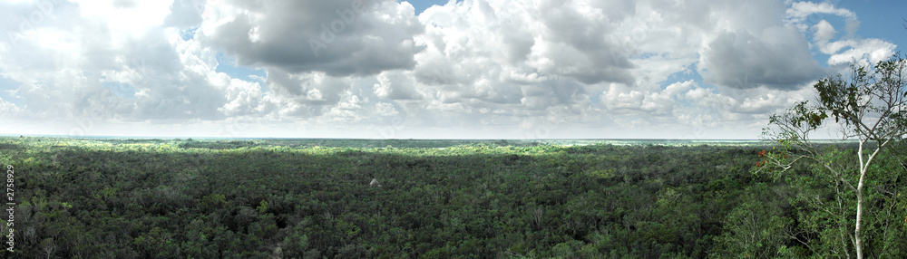 Obraz premium jungle au yucatan