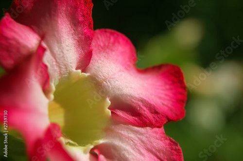 pink flower