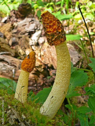 mushroom (dictyophora duplicata) photo