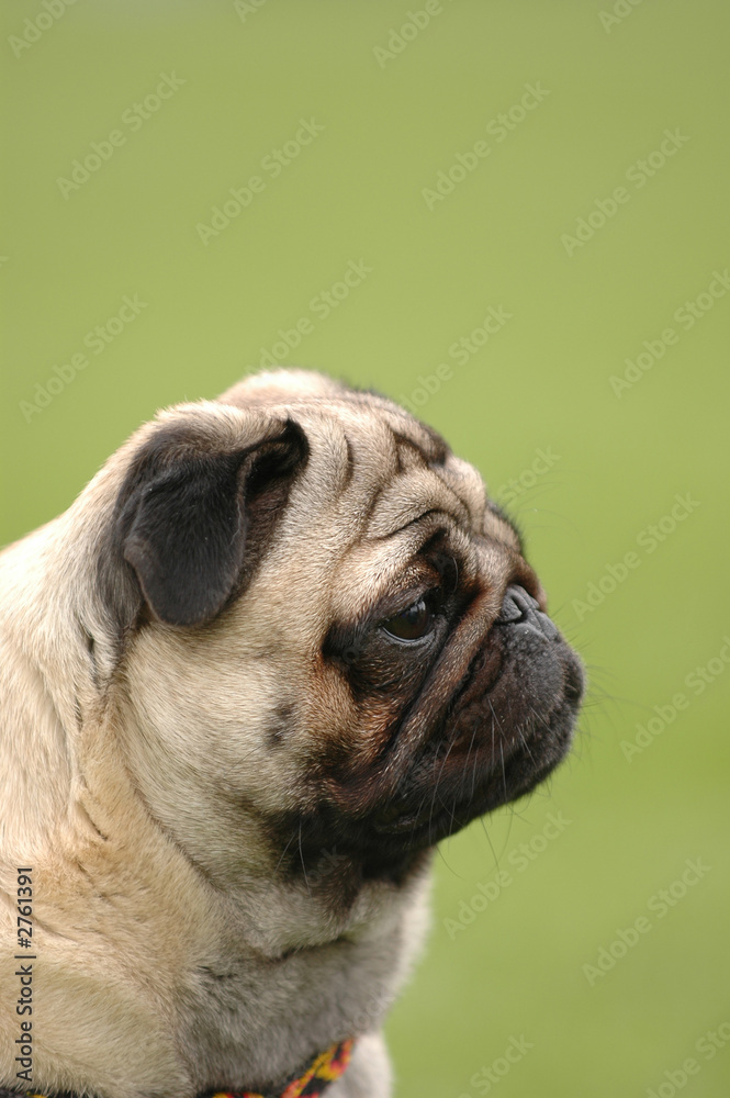 dog - pug portrait with sad eyes