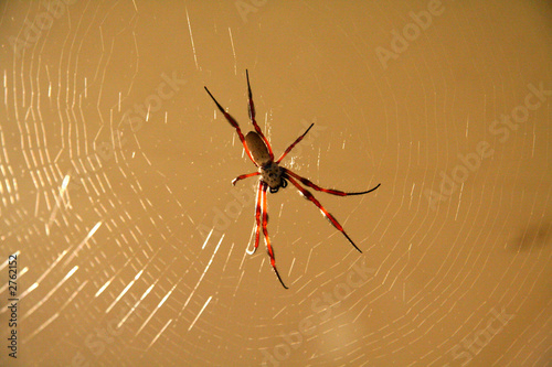 Spider on its web photo