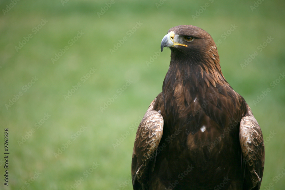 Obraz premium steinadler