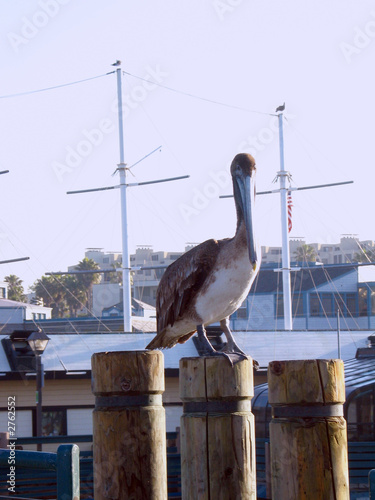 brown pelican © JJAVA