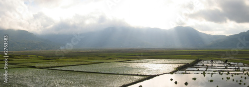 Fotografi cara ricefields with sunlight trough the sky, ruteng, flores, in