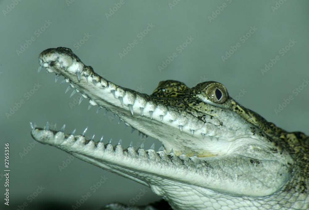 Fototapeta premium feshwater crocodile.