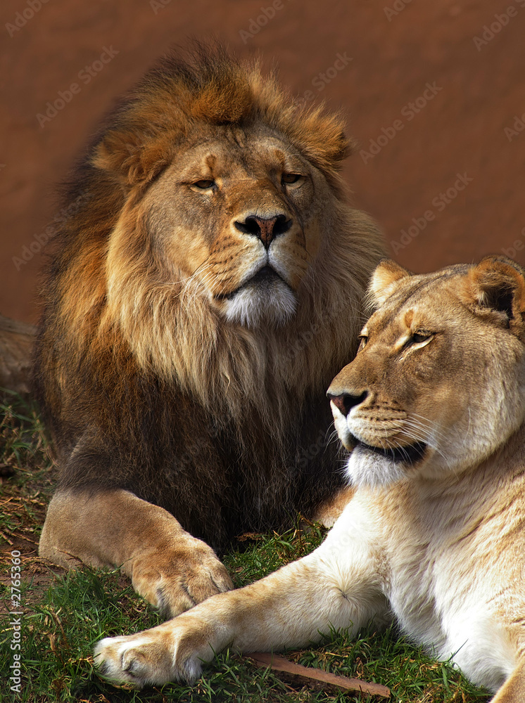 lion & lioness