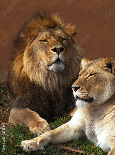 lion   lioness