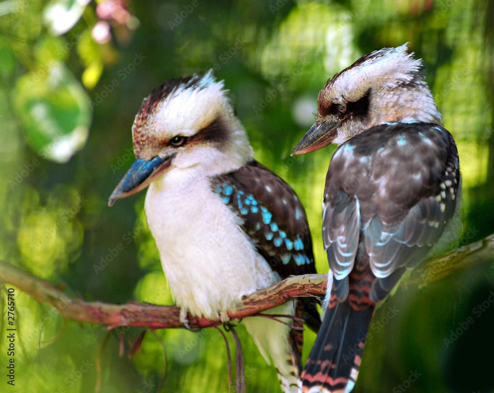 Fototapeta premium ptaki kookaburra