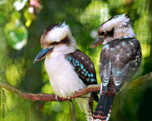 kookaburra birds photo