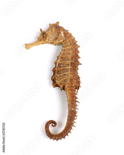 sea horse (with clipping path)