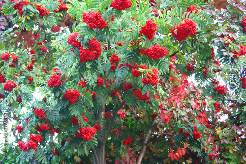 mountain ash tree, ashberry, rowa-tree