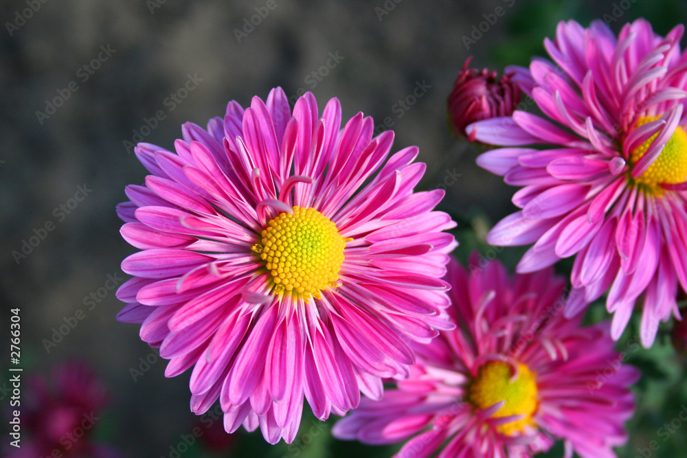 beautiful chrysanthemas beautiful chrysanthemas