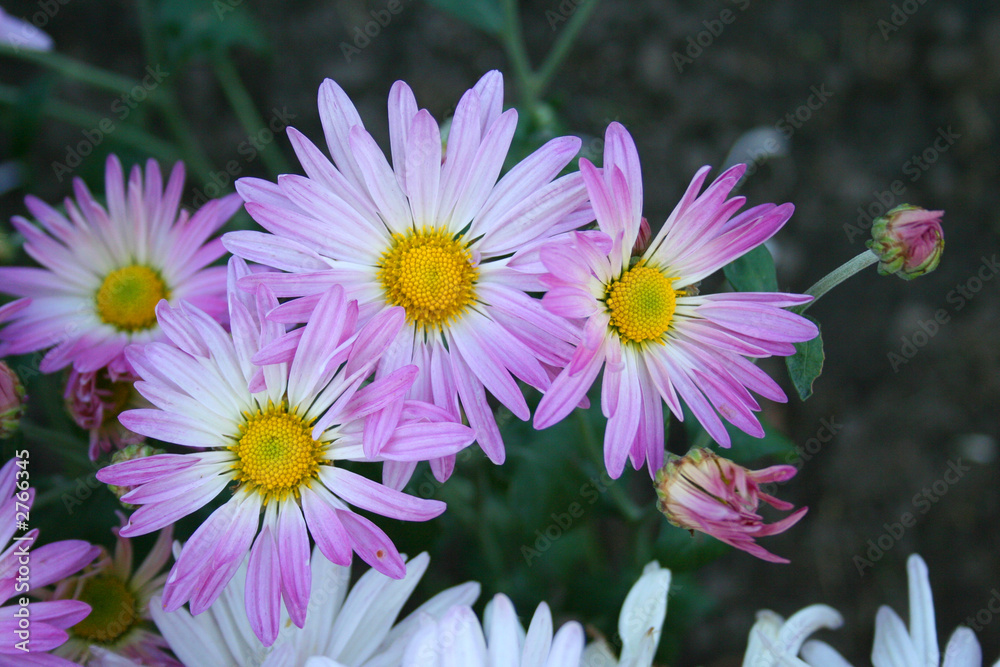 Obraz premium beautiful chrysanthemas