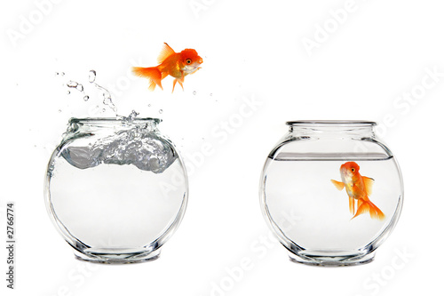 jumping goldfish