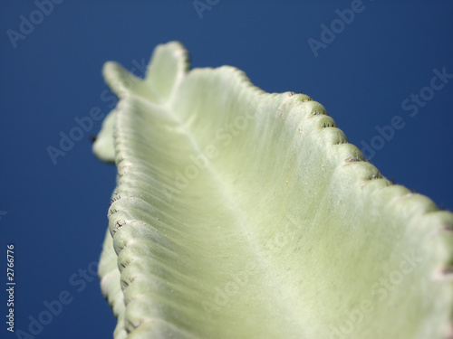 cactus photo