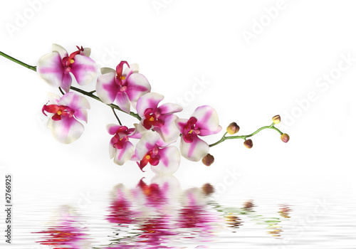 single stem of orchid flower on water © Katrina Brown