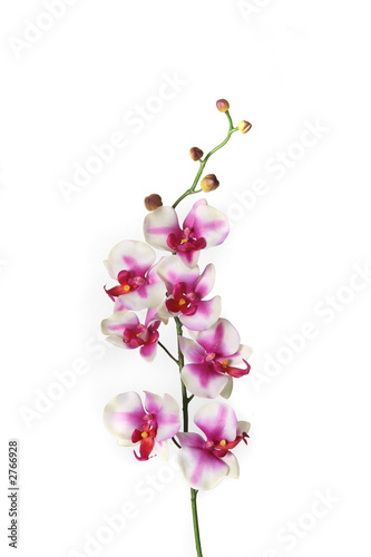 single stem of orchid flower
