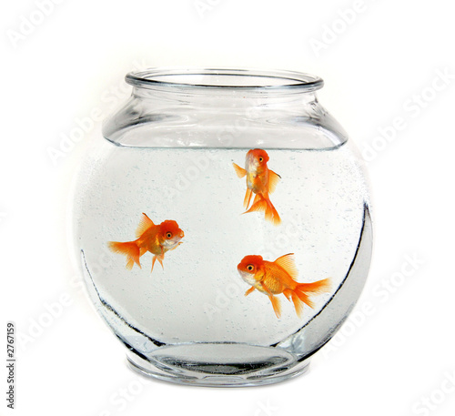 three goldfish in a bowl