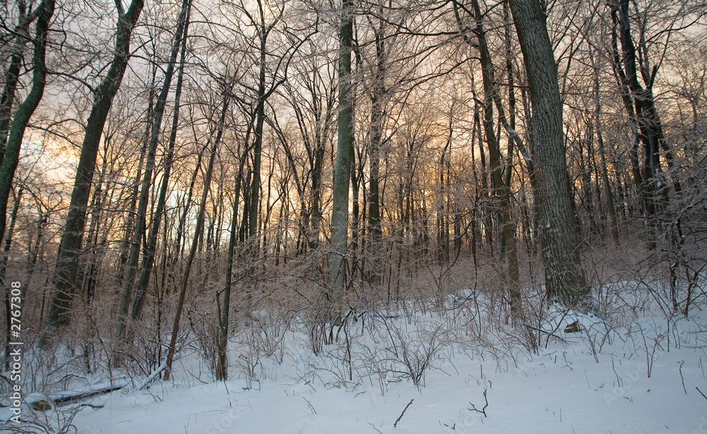 cold dawn cold dawn