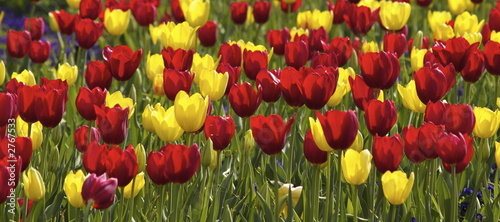 field of tulips #2767533