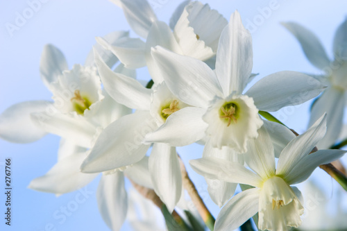 Fototapeta Naklejka Na Ścianę i Meble -  white miniature daffodils