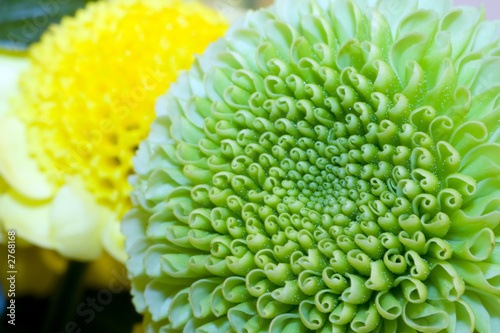 a green globe chrysanthemum flower