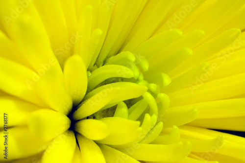 macro of chrysanthemum flower head