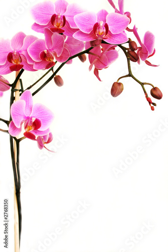 Murais de parede pink orchid