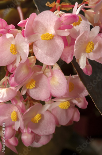 pink flowers photo