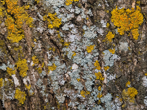 organic texture - bark with moss