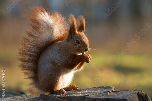 eating squirrel