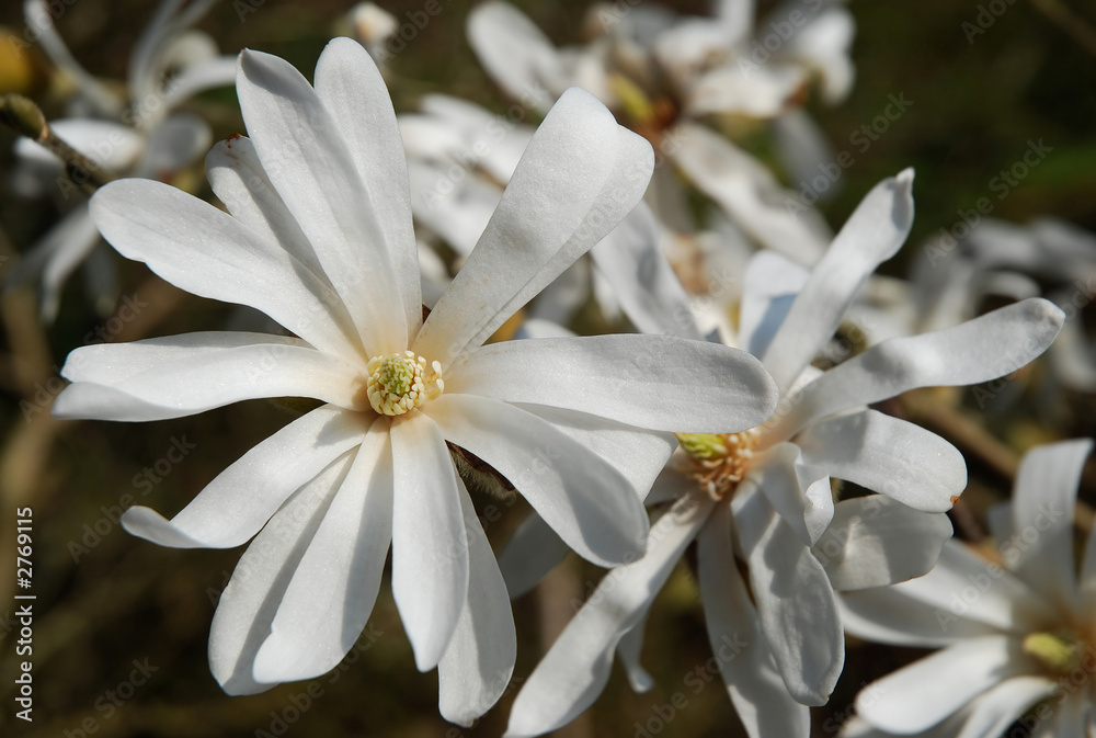 Obraz premium magnolia 04