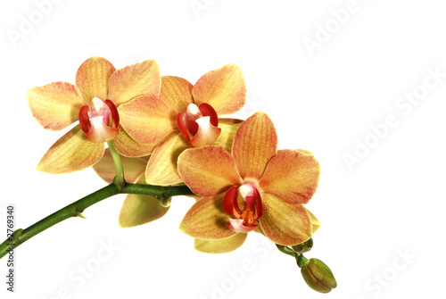 Fototapeta Naklejka Na Ścianę i Meble -  orchidée jaune