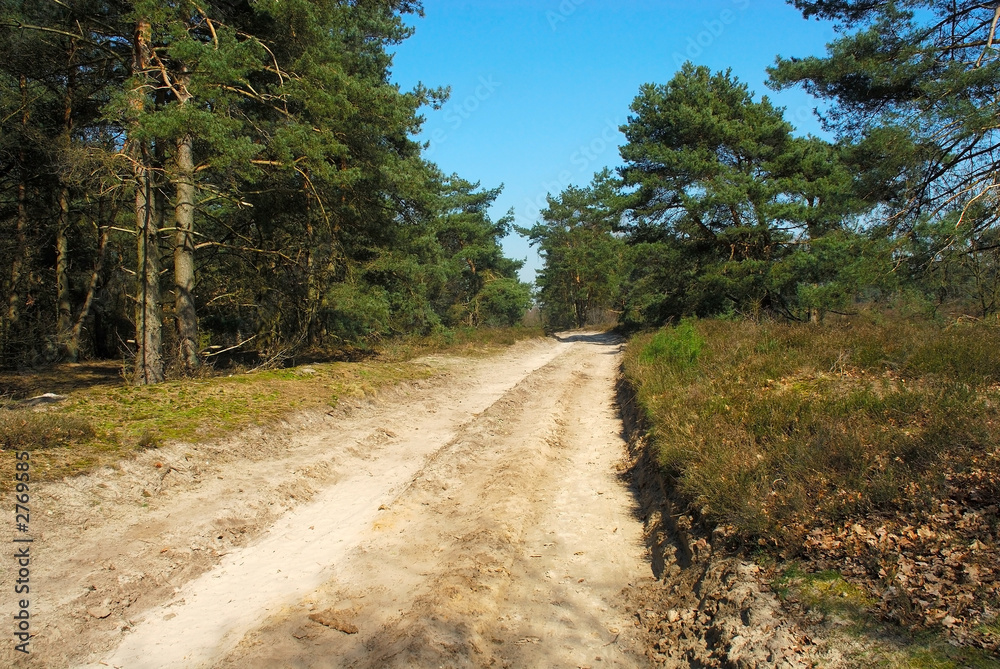 forrest path with blue sky.