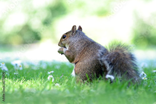 Photography squirrel in the dublin botanic garden