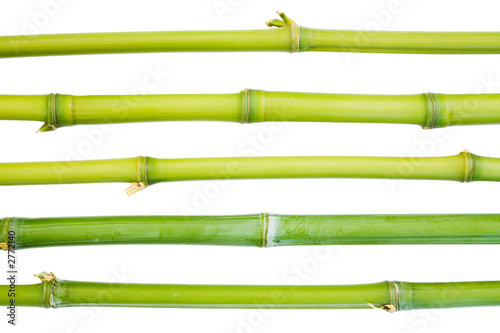 bamboo canes