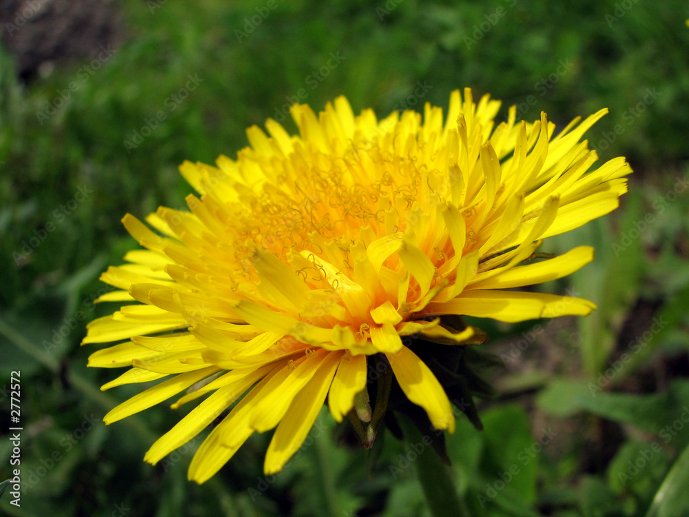 dandelion dandelion