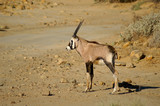 baby oryx