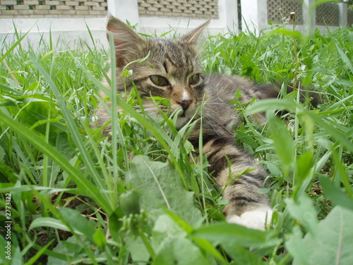 on the grass