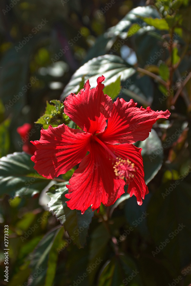 red hibiscus flower red hibiscus flower