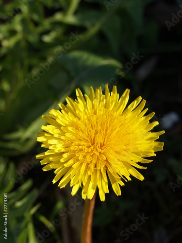 pissenlit jaune photo