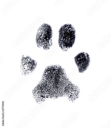 huella digital canina photo