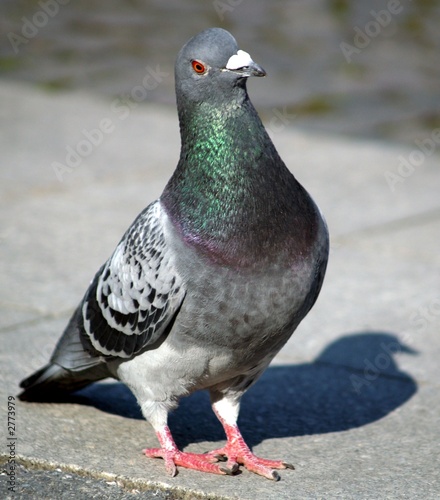 pigeon with shadow