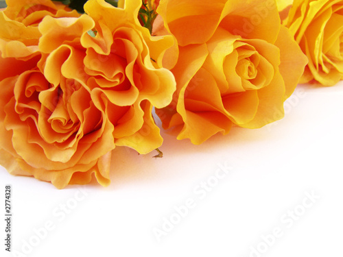 rosen traum photo
