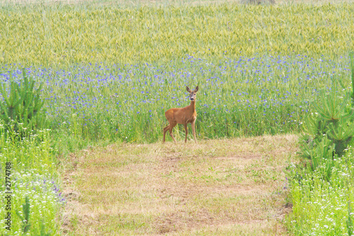 deer