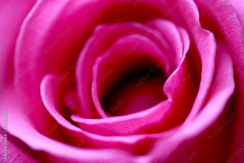 soft focus rose soft focus rose